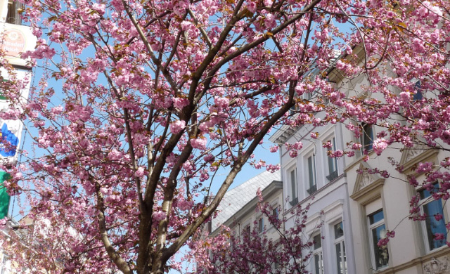 Wohnungsauflösung Bonn