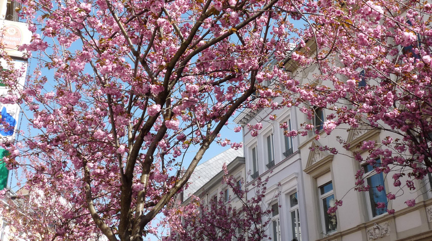 Wohnungsauflösung - Entrümpelung Bonn